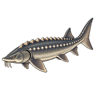 Beluga