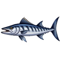Barracuda