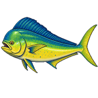 Common Dolphinfish