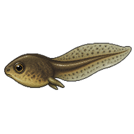 Common Toad Tadpole