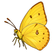Cloudless Sulphur