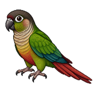 Green-cheeked Parakeet