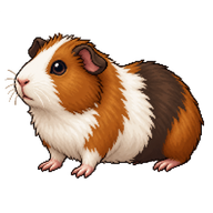 Domesticated Guinea Pig
