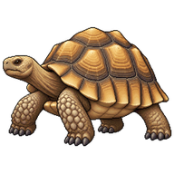 African Spurred Tortoise