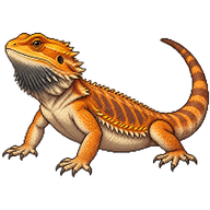Eastern Bearded Dragon