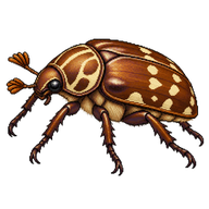 Brown Flower Beetle