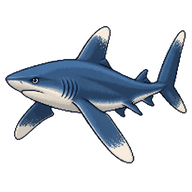 Oceanic Whitetip Shark