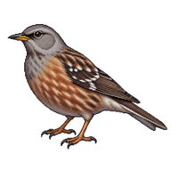Alpine Accentor