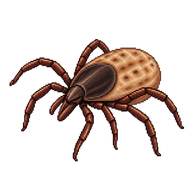 Sheep Tick Nymph