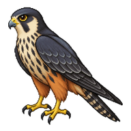 Eurasian Hobby