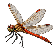 Common Darter