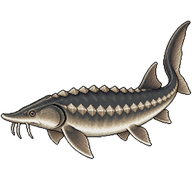 White sturgeon