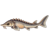 White Sturgeon Larva