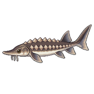 White Sturgeon Fingerling