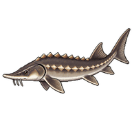 White Sturgeon Juvenile