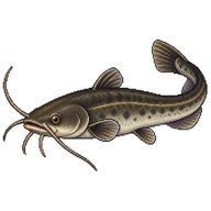 European Catfish Fingerling