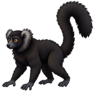 Black Lemur
