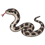Eastern Rat Snake Hatchling