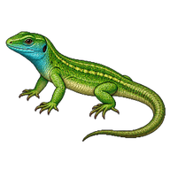 Western Green Lizard