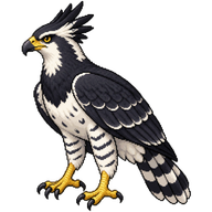 Black-and-White Hawk-Eagle