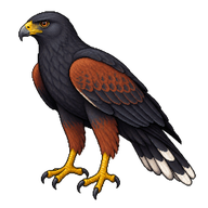 Great Black Hawk