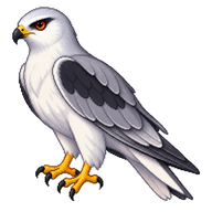White-tailed Kite