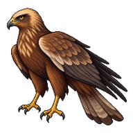 Western Marsh Harrier