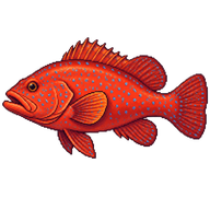 Coral Hind