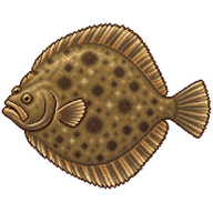 Turbot