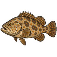 Orange-spotted grouper