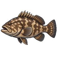 Longtooth grouper
