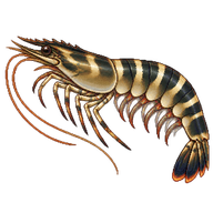 Asian tiger shrimp