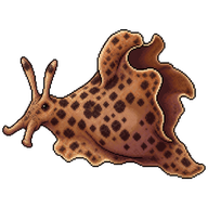 Spotted Sea Hare