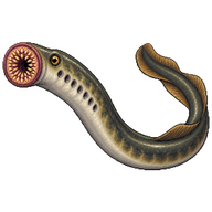 Lamprey
