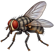 False Stable Fly