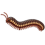 Striped Millipede