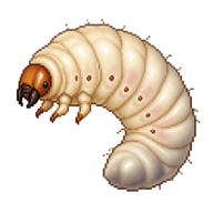 Acorn Weevil Larva
