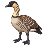 Hawaiian Goose