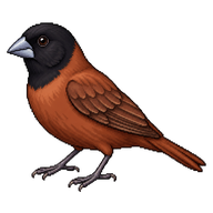 Chestnut Munia