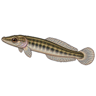 Arapaima Larva