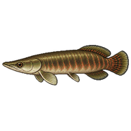 Arapaima Fry