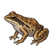 Common Eastern Froglet
