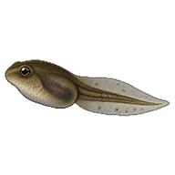 Common Eastern Froglet Tadpole