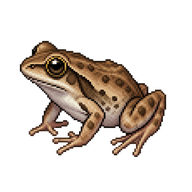 Common Eastern Froglet Froglet