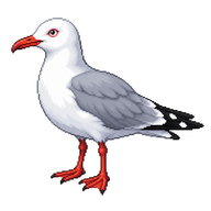 Silver Gull
