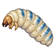 Blue-banded Bee Larva