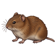 Field Vole