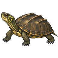 Chinese Three-keeled Pond Turtle