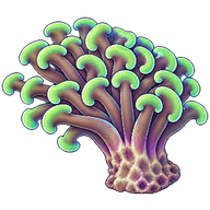Hammer-Tooth Coral
