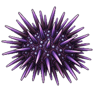 Collector Urchin